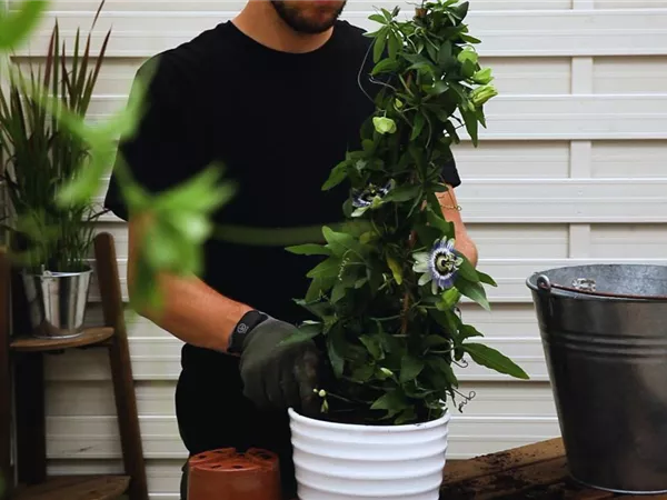 Passionsblume - Einpflanzen in ein Gefäß Passionsblume - Einpflanzen in ein Gefäß