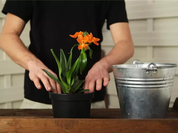 Milchstern - Einpflanzen in ein Gefäß Milchstern - Einpflanzen in ein Gefäß