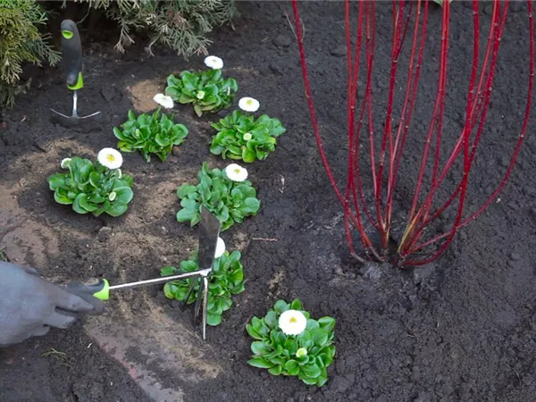 Gänseblümchen - Einpflanzen im Garten Gänseblümchen - Einpflanzen im Garten