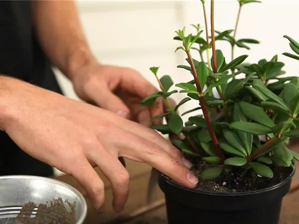 Peperomie - Umtopfen Peperomie - Umtopfen