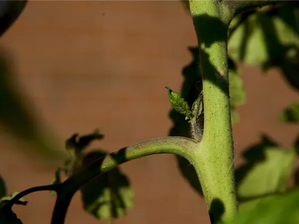 Wie machst du das? - Tomaten ausgeizen Wie machst du das? - Tomaten ausgeizen