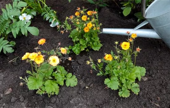 Nelkenwurz - Einpflanzen im Garten Nelkenwurz - Einpflanzen im Garten