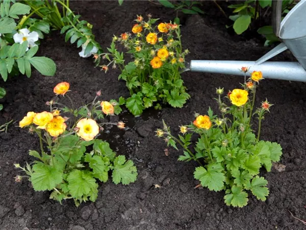 Nelkenwurz - Einpflanzen im Garten Nelkenwurz - Einpflanzen im Garten