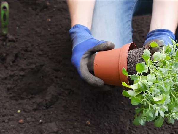 Blaukissen - Einpflanzen im Garten Blaukissen - Einpflanzen im Garten