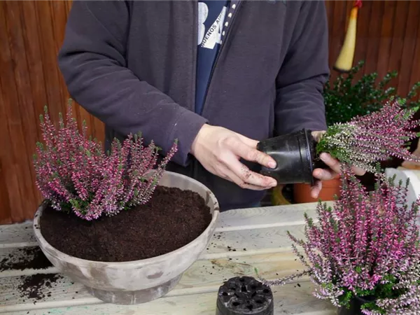 Knospenheide - Einpflanzen in ein Gefäß Knospenheide - Einpflanzen in ein Gefäß
