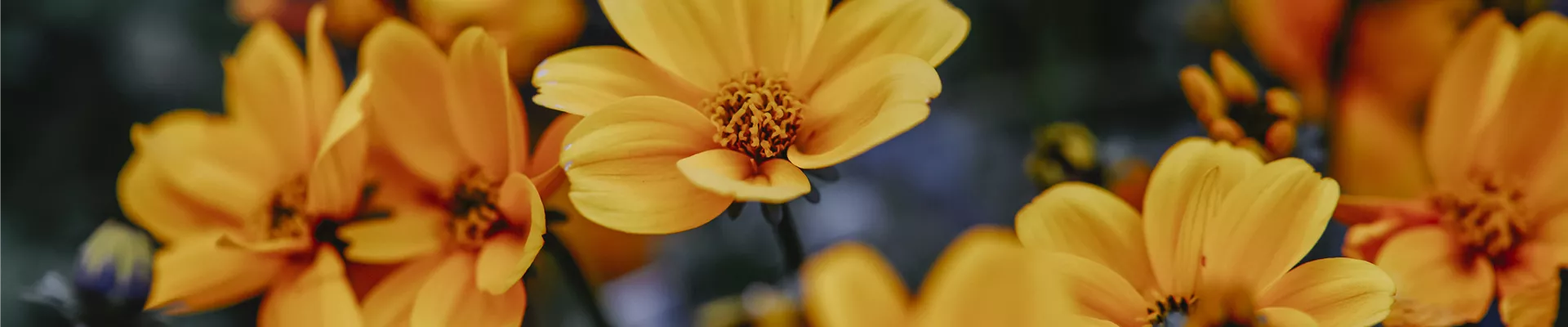 Gartenwelt_Schacherl_0031 Gartenwelt_Schacherl_0031