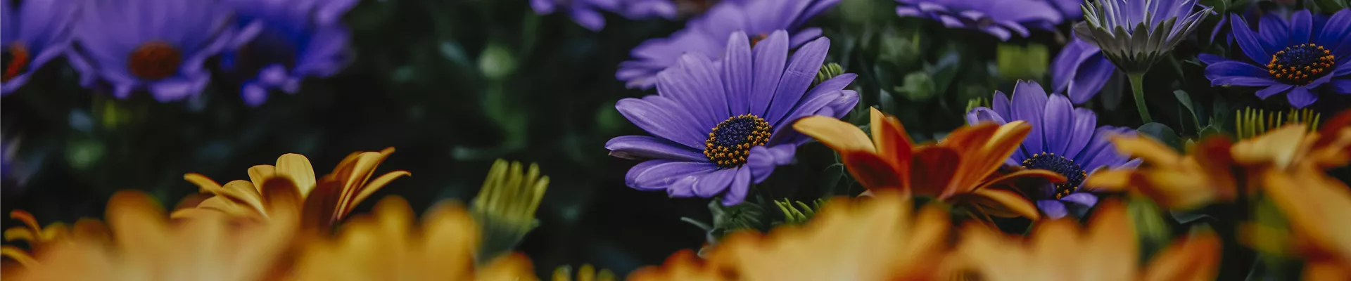 Gartenwelt_Schacherl_0035-0-1271-6720-1440