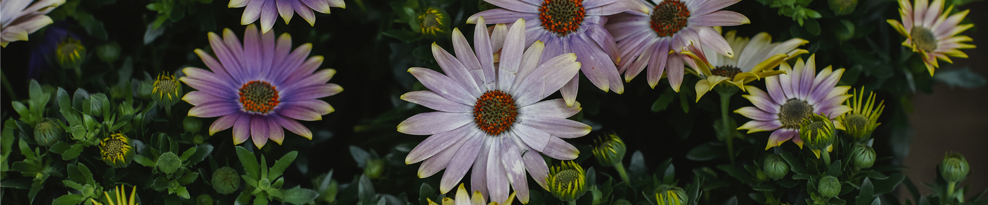 Gartenwelt_Schacherl_0019.jpg Gartenwelt_Schacherl_0019.jpg