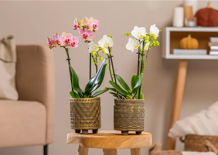 Zweiwöchige Orchideen-Ausstellung Zweiwöchige Orchideen-Ausstellung