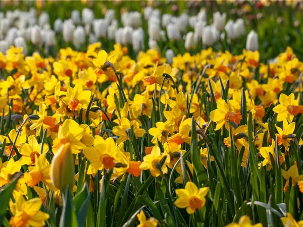 Alpenveilchen pflanzen und bunte Blüten bewundern Alpenveilchen pflanzen und bunte Blüten bewundern