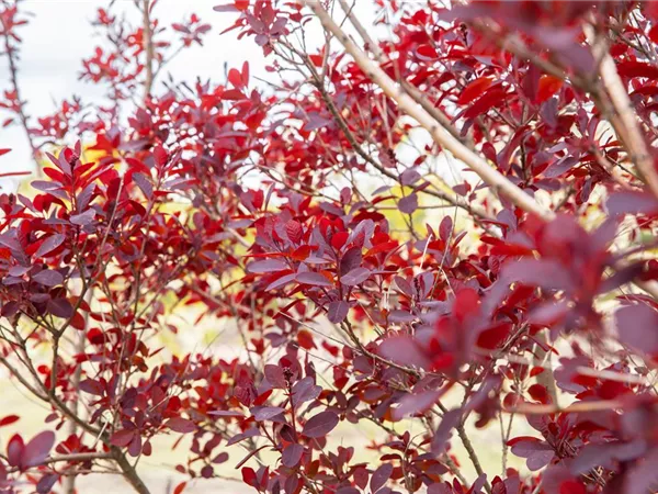 Ameise, Blattlaus und Co. – Laubgehölze vor Schädlingen schützen