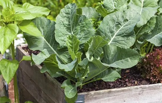 Darauf ist bei der Pflanzenpflege im Hochbeet zu achten Darauf ist bei der Pflanzenpflege im Hochbeet zu achten