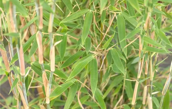 Begleitpflanzen für Bambus, die ihn in Szene setzen Begleitpflanzen für Bambus, die ihn in Szene setzen