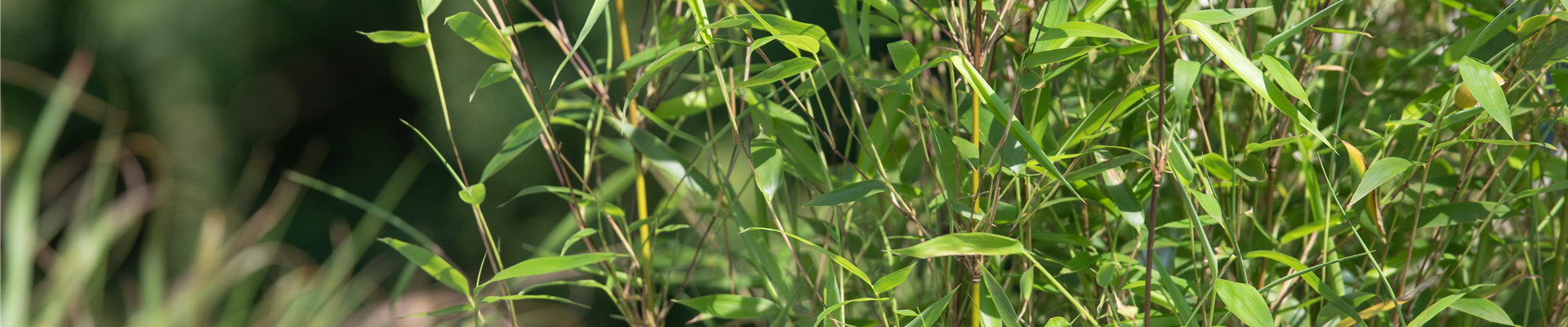 GS621281.jpg GS621281.jpg