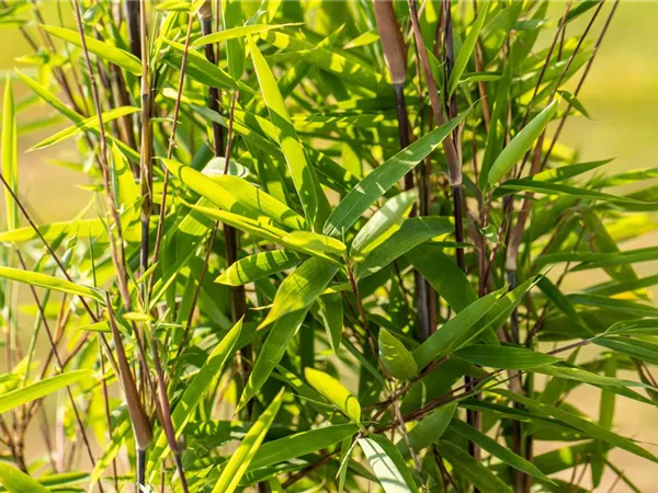 Bambus zurückschneiden und die asiatische Schönheit pflegen