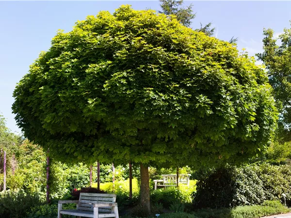 Acer platanoides 'Globosum' Acer platanoides 'Globosum'