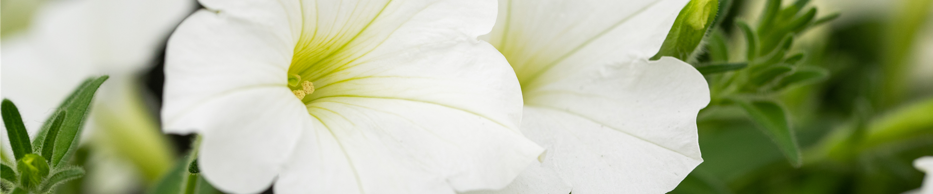 GS671479.jpg GS671479.jpg