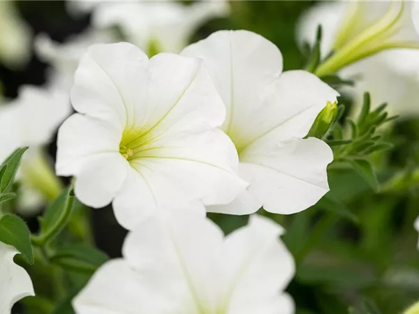 Beet und Balkon bepflanzen und bunt ins neue Gartenjahr starten