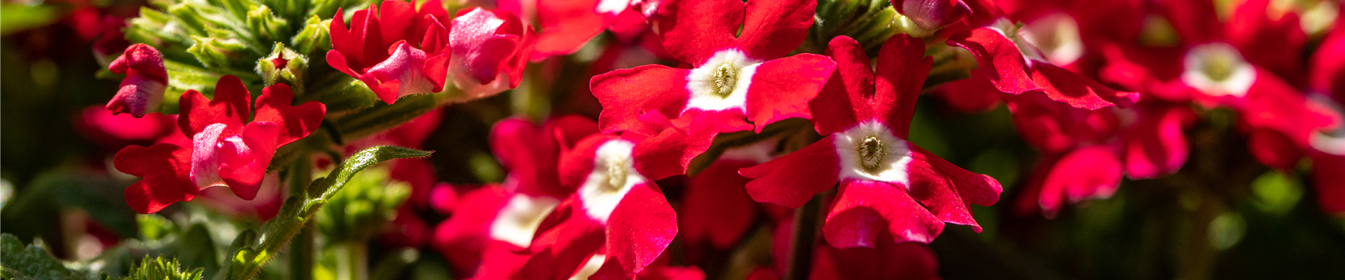 GS662028.jpg GS662028.jpg