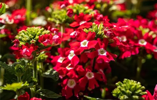 Beet und Balkon gestalten und für ein Farbenmeer sorgen Beet und Balkon gestalten und für ein Farbenmeer sorgen