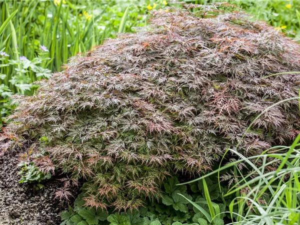 Acer palmatum 'Dissectum Tamekuyama' Acer palmatum 'Dissectum Tamekuyama'