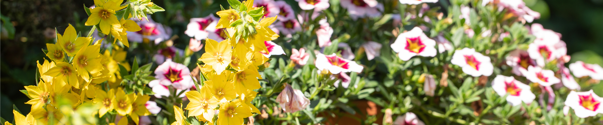 GS667773.jpg GS667773.jpg