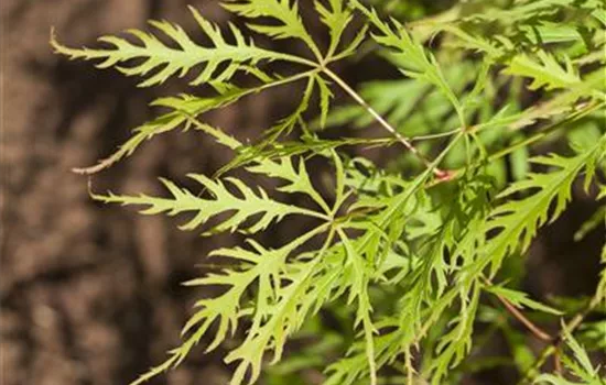 Acer palmatum 'Dissectum Viridis'