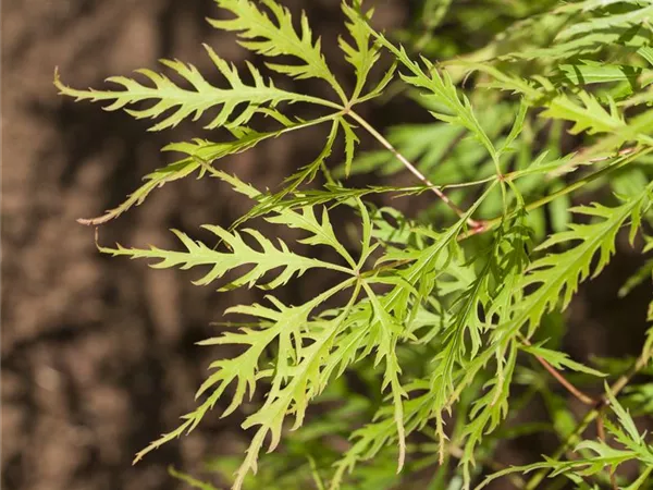 Acer palmatum 'Dissectum Viridis' Acer palmatum 'Dissectum Viridis'