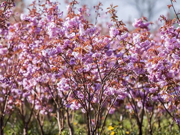 Prunus serrulata 'Kanzan' Prunus serrulata 'Kanzan'