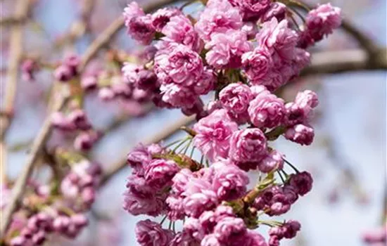 Prunus serrulata 'Kiku Shidare Zakura'