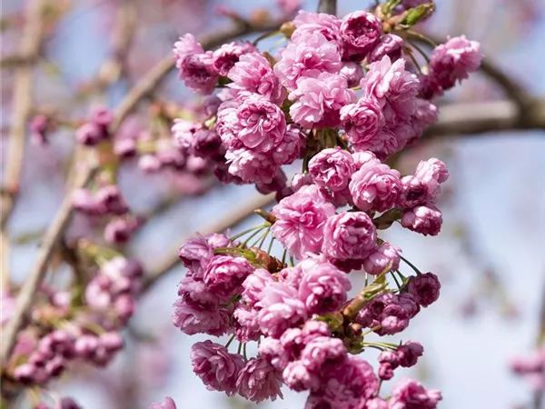 Prunus serrulata 'Kiku Shidare Zakura' Prunus serrulata 'Kiku Shidare Zakura'