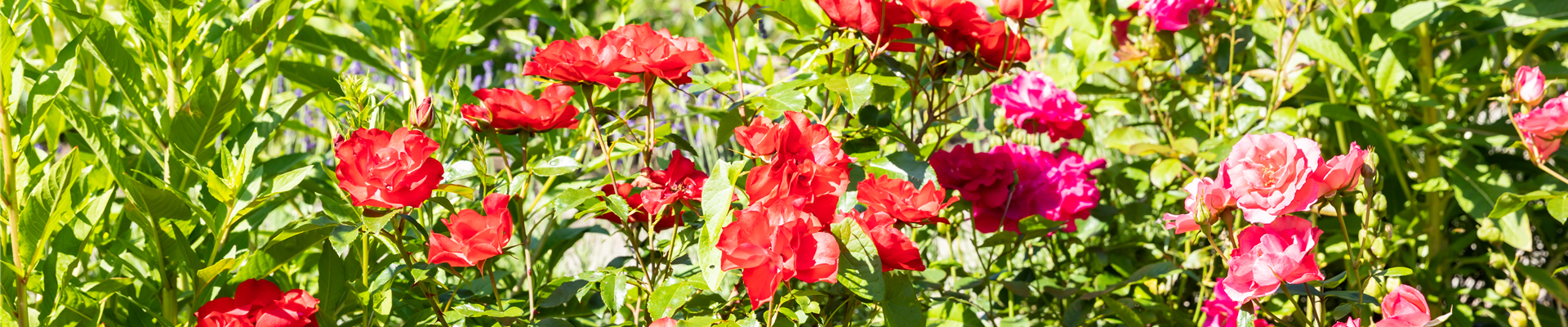 GS666848.jpg GS666848.jpg