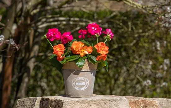 Begonien als blühende Akzente für Balkon und Garten Begonien als blühende Akzente für Balkon und Garten