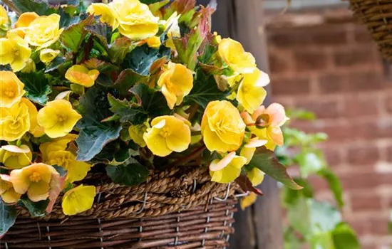 Begonien pflanzen und pflegeleichte Blüten bewundern Begonien pflanzen und pflegeleichte Blüten bewundern