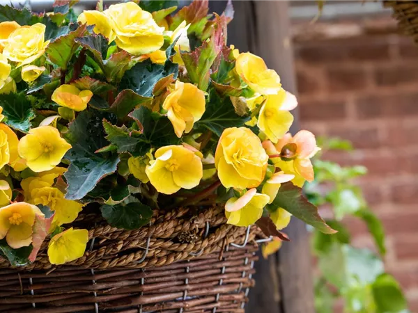 Begonien pflanzen und pflegeleichte Blüten bewundern