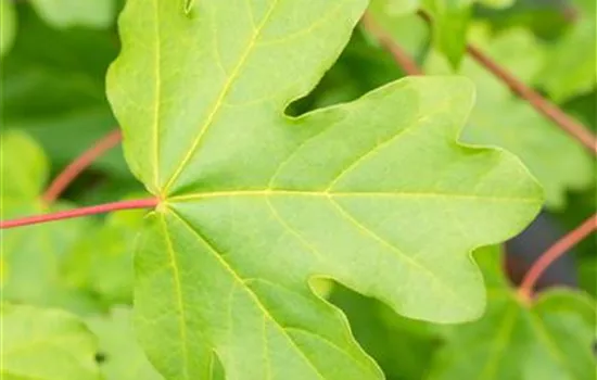 Acer campestre 'Elsrijk'