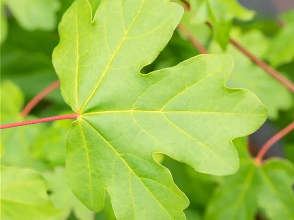 Acer campestre 'Elsrijk'