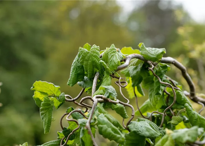 Beliebte Laubgehölze für den eigenen Garten