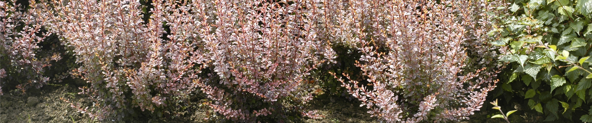 GS620385.jpg GS620385.jpg