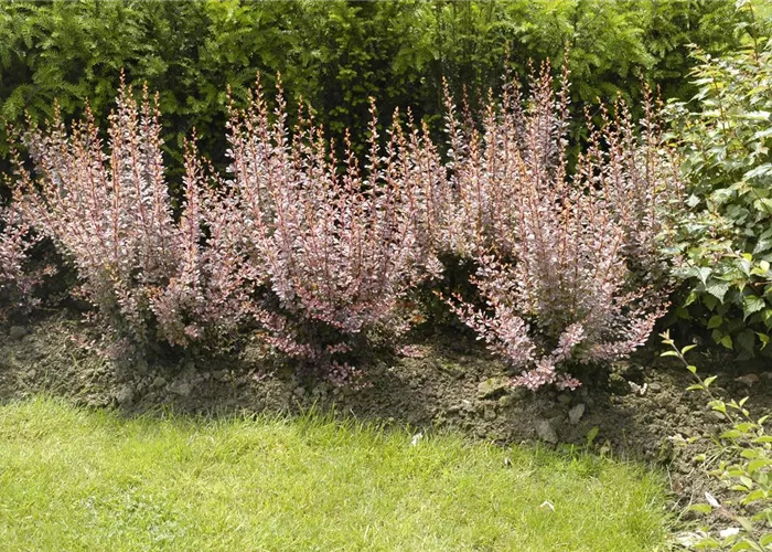 Berberitzen bereichern den Garten in jeder Hinsicht