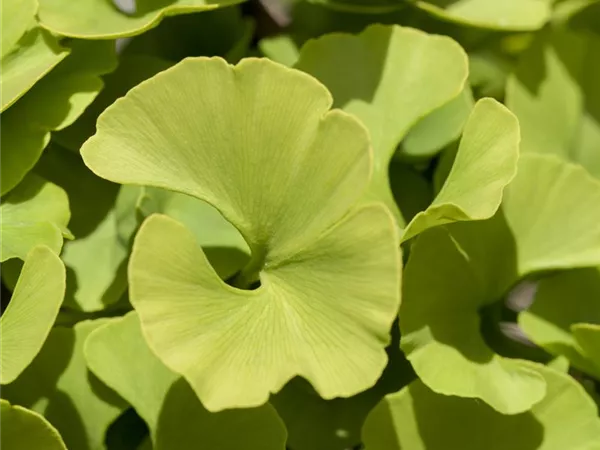 Ginkgo biloba 'Mariken' Ginkgo biloba 'Mariken'