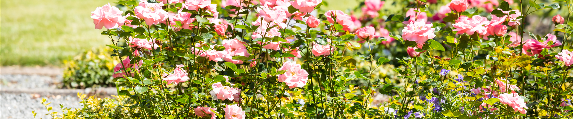 GS666884.jpg GS666884.jpg