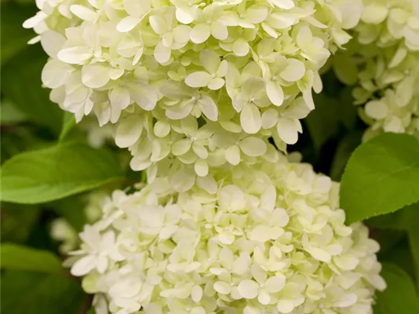 Hydrangea paniculata ''Limelight'' Hydrangea paniculata ''Limelight''