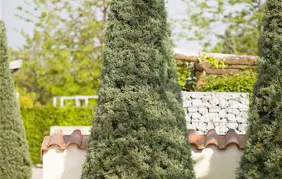 Cupressus arizonica 'Fastigiata' Cupressus arizonica 'Fastigiata'