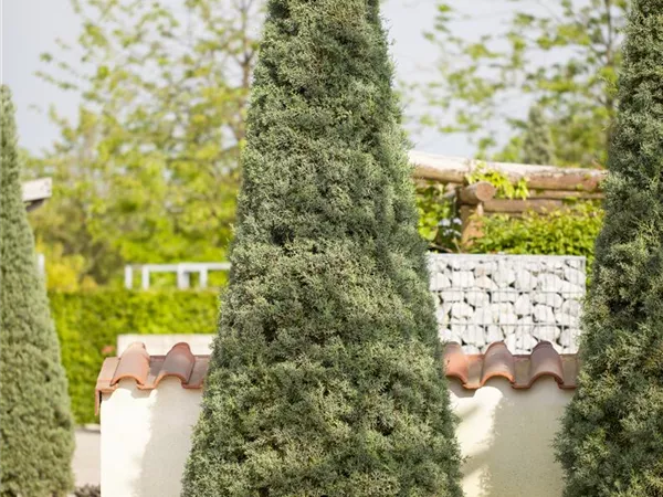 Cupressus arizonica 'Fastigiata' Cupressus arizonica 'Fastigiata'