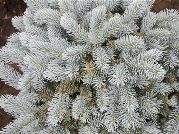 Picea pungens 'Glauca Globosa' Picea pungens 'Glauca Globosa'