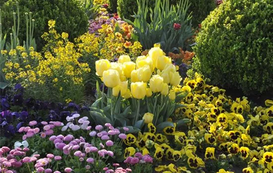 Zwiebel- und Knollenpflanzen pflegen leicht gemacht Zwiebel- und Knollenpflanzen pflegen leicht gemacht