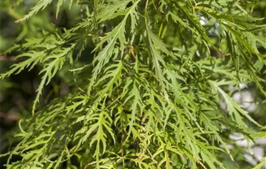 Acer palmatum 'Dissectum Flavescens'