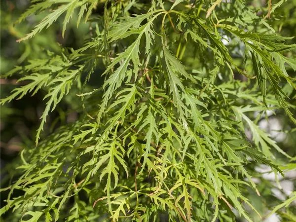 Acer palmatum 'Dissectum Flavescens' Acer palmatum 'Dissectum Flavescens'