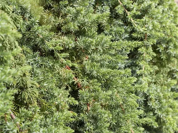 Juniperus conferta 'Blue Pacific' Juniperus conferta 'Blue Pacific'